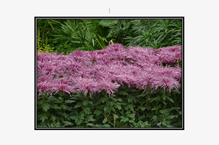 purple chrysanthemum