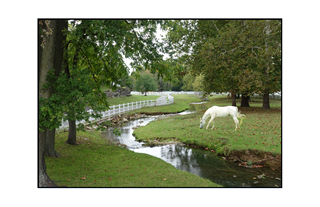 white horse grazing by stream