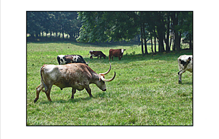 bull chasing cow