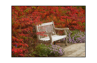 Autumn Bench surrounded by red leaves