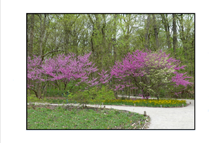 springtime in the park with 2 white paths