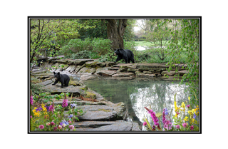 black bears by stream