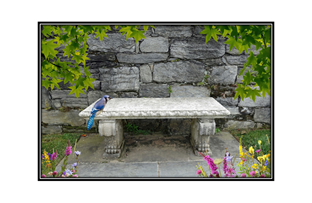 blue jay resting on a bench