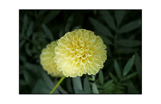 honeycomb yellow flower