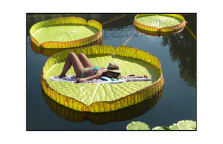 woman with hat lying on lily pad 