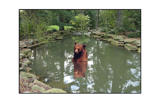 bathing bear in pond