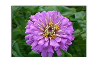 light purple zinnia flower