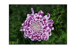 purple chrysanthemum