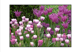 purple tulips