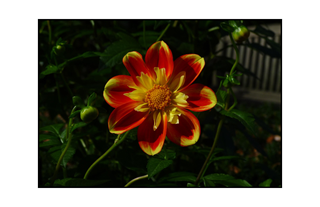 Yellow Red Flower with Bench