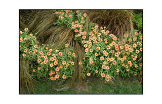 small fall flowers hidding in straw like plant