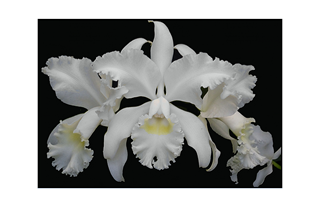 white flower on black background