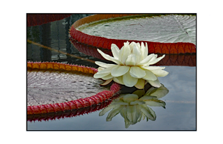 white lotus reflecting on a pond