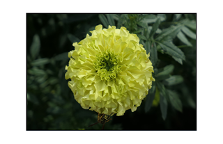 yellow dahlia with bee