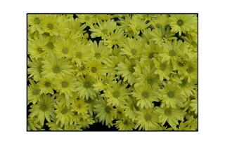 yellow daisies