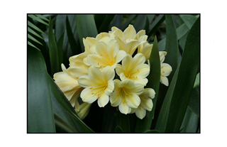 Longwood yellow flowers