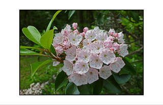 Mountail Laurel with leaves extended