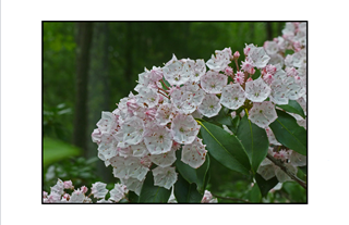 Mountain Laurels with tree background