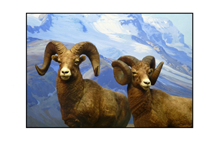 Mountain Sheep