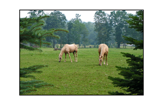 Palomino Horses in pasture