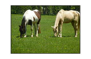 Piebald and Palomino Horses grazing