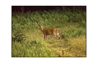 Deer with Antlers