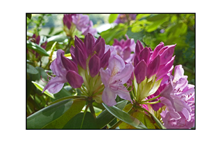 budding pink rhododendron