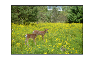 fawn and rabbit in field of yellow flowers