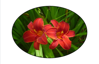 Cape May Red Lilies