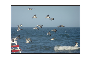 Seagulls, Lifeguard Bench and White Cap