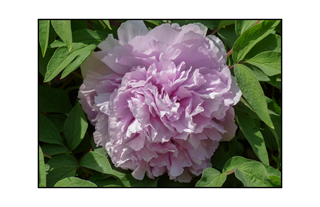 Snug Harbor purple peonies