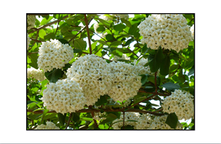 white ball tree