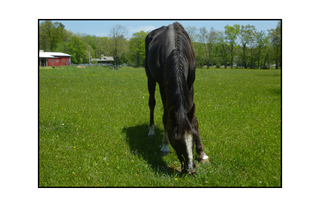 Black Stallion Grazing