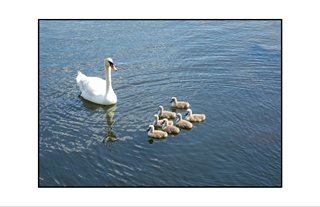 Swim class of Swan mother and chicks