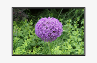 Allium Flower, simple yet complex