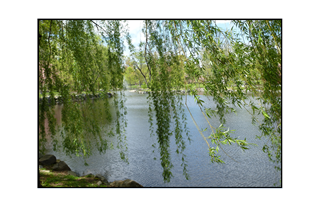 draping leaves by a lake and a light breezy day