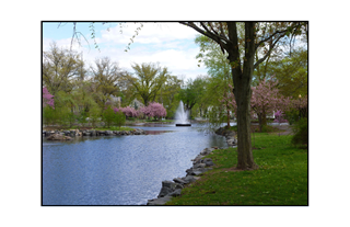 spring time by a pond