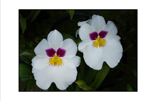 White Flowers with Purple Eyes and Yellow Nose