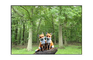 fox pups posing on a log