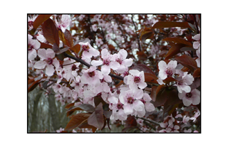 Willowbrook Rust Leaf Light Pink Flowers