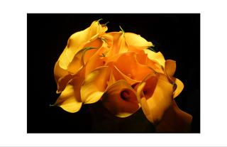 Yellow Calla Lilies