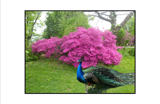 pink azalea bush with colorful peacock