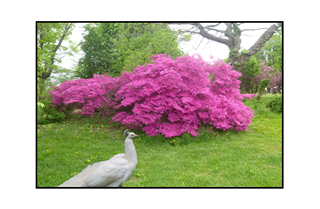 azalea bush with white peacock