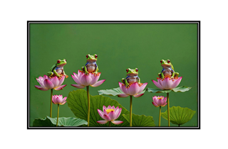 little frogs on lotus flowers