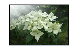 dogwood leaves with rays of sunshine and fog