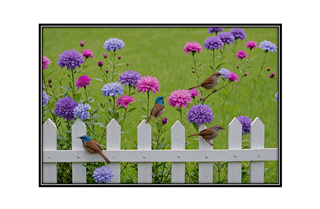garden flowers with white picket fence and wrens