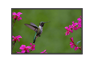 hummingbird in garden