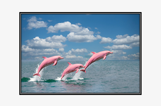 jumping pink dolphins in the water