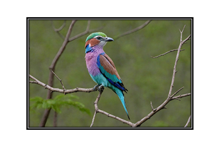 lilac breated roller bird