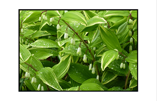 lily of the valley with water droplets on leaves